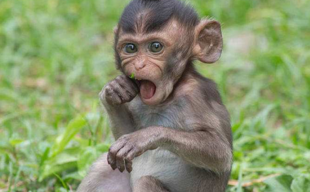 凶神恶煞是什么生肖