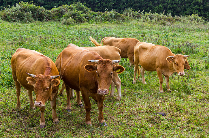 红红火火是什么生肖