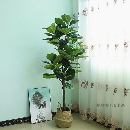 琴叶榕风水禁忌