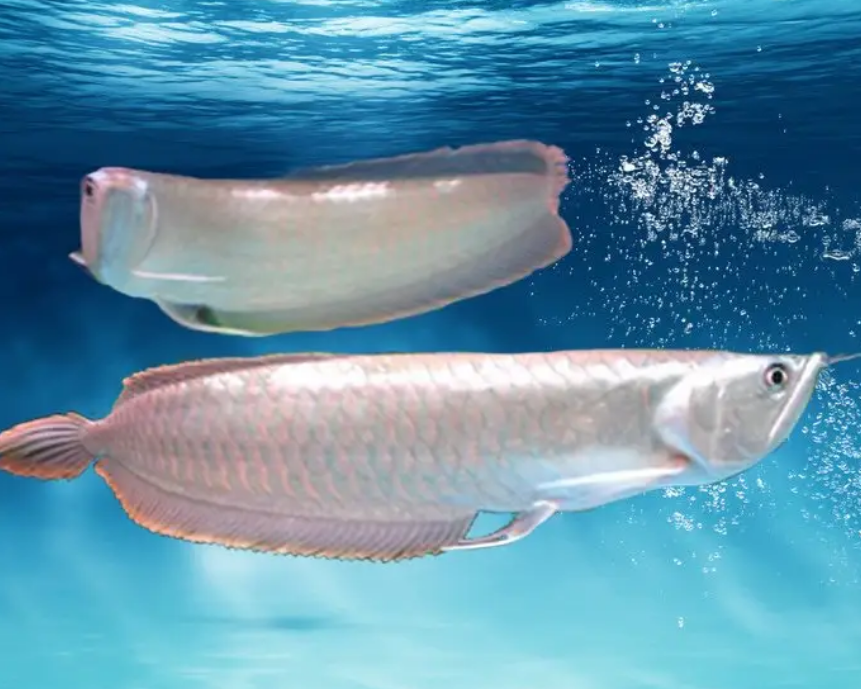 鱼缸放在客厅什么位置最好