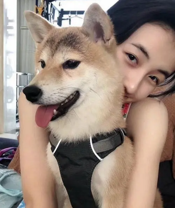 狗狗吉利又好听的名字